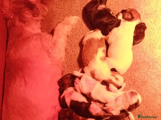 Mixed Breed dogs Lhasa apso cross shihtzu - Advert 1