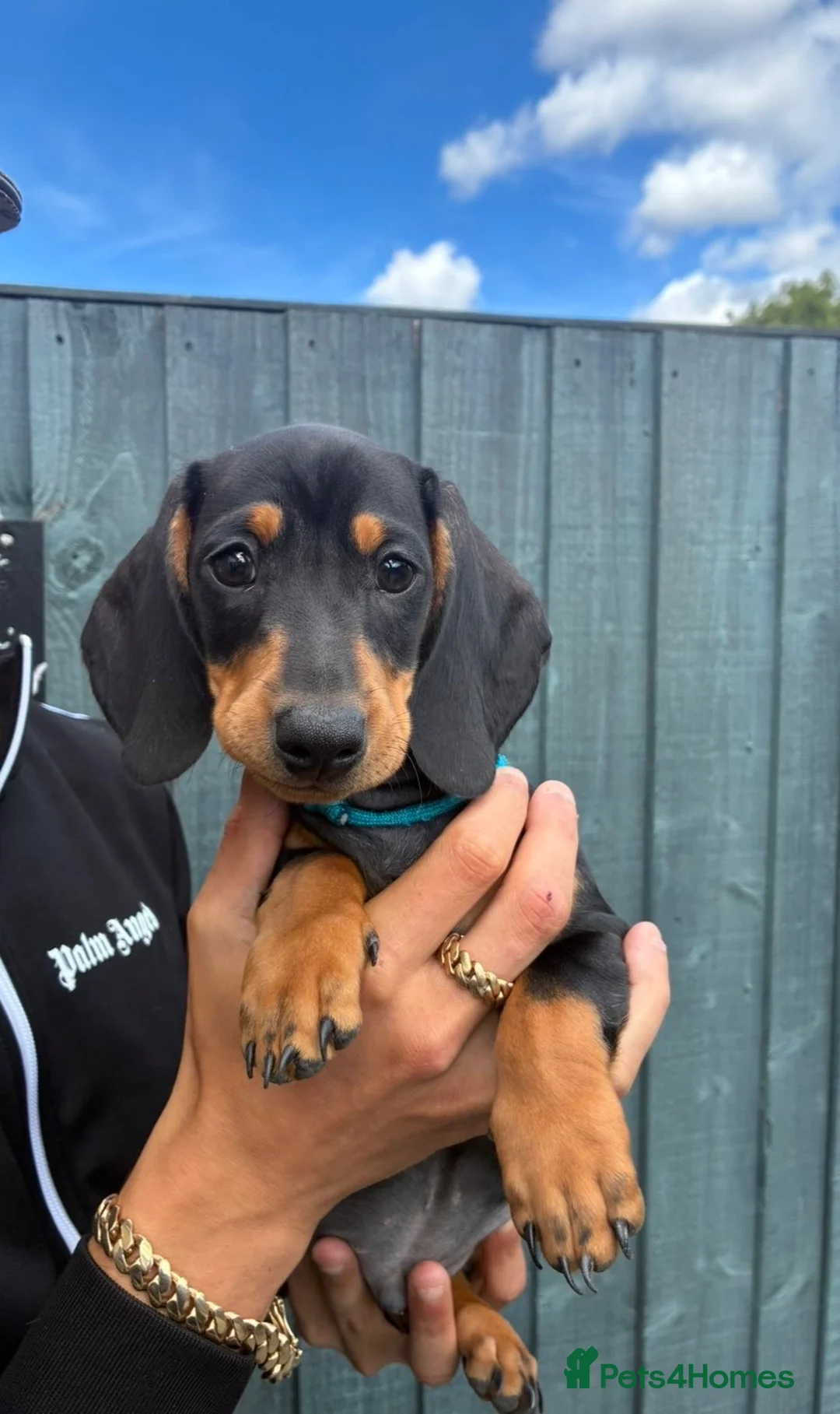 Miniature Dachshund dogs for sale: KC Miniature Dashchunds Puppies - Advert 2