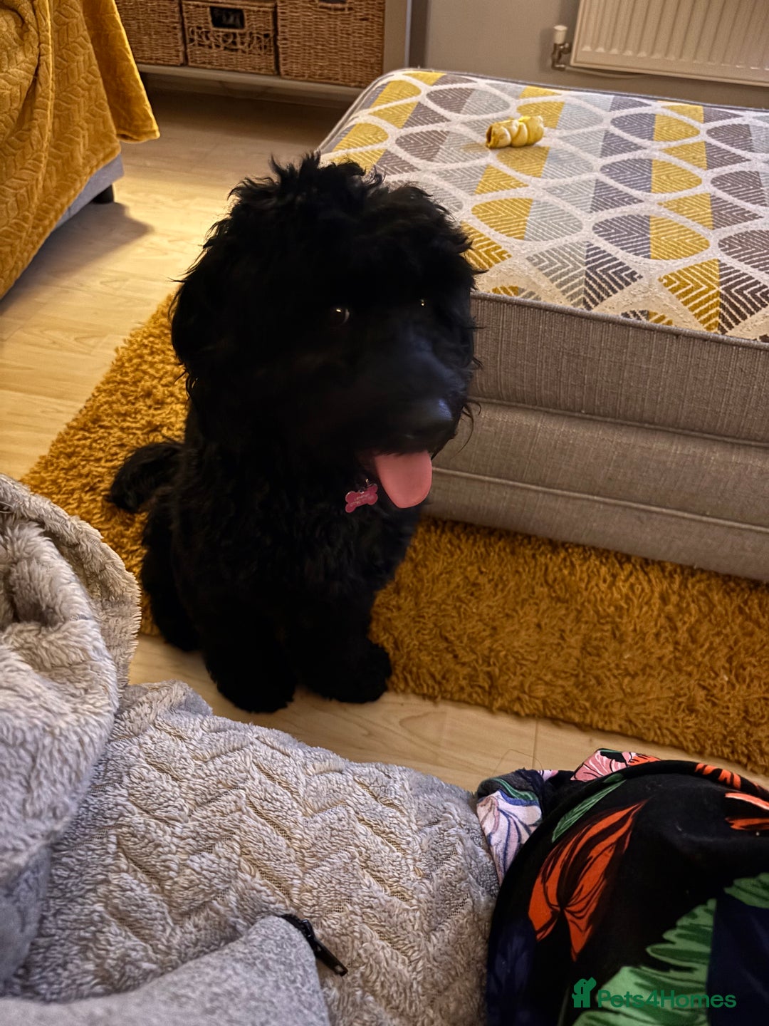 Cockapoo dogs for sale: Female Cookapoo for lovely family home - Advert 4