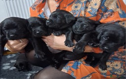 Labrador Retriever dogs for sale: 8 Beautiful Black Labrador Puppies - Image 5