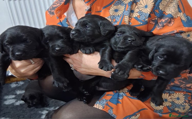 Labrador Retriever dogs - Advert 6