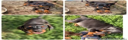 Dobermann dogs for sale: Dobermans Ready to Go. - Advert 5