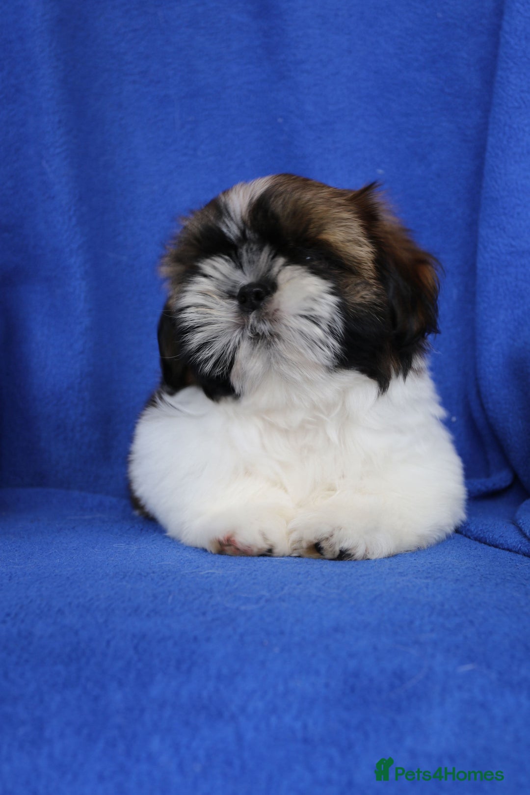 Shih Tzu dogs for sale: Beautiful Shih Tzu Puppies - Image 6