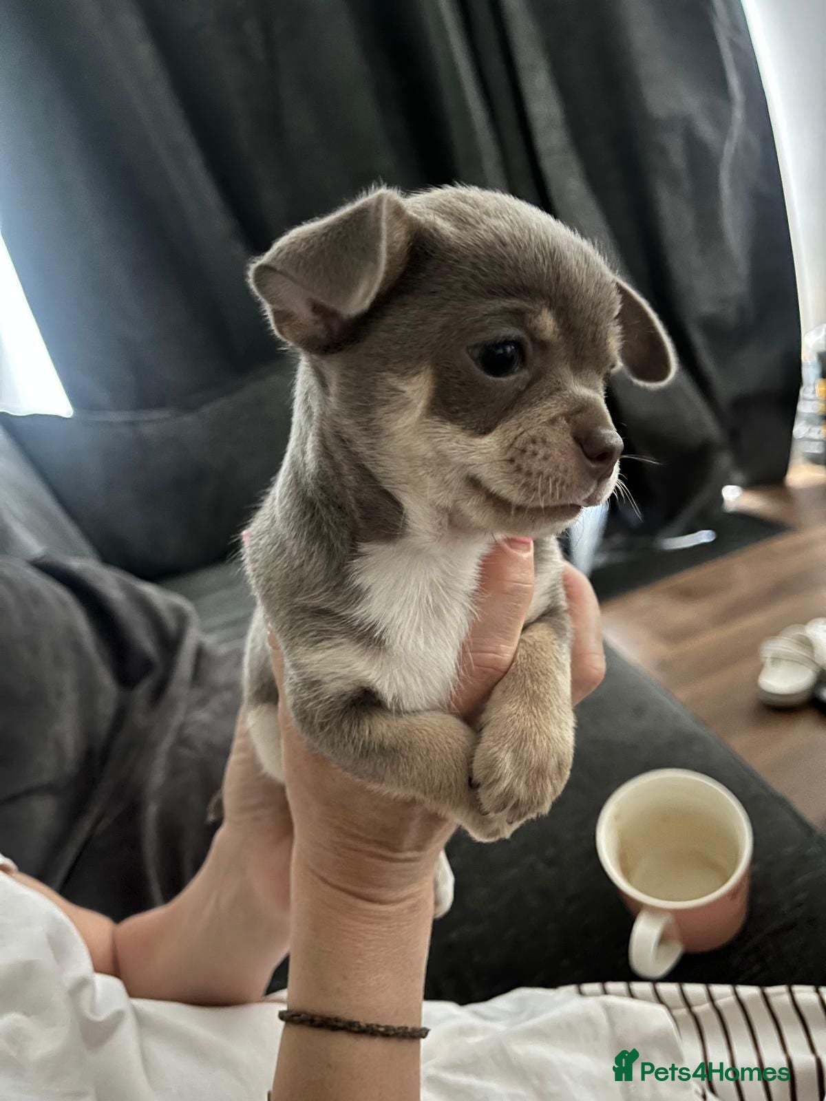 Chihuahua dogs Chihuahua puppies 2 boys kc registered  - Advert 11