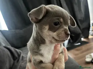 Chihuahua dogs Chihuahua puppies 2 boys kc registered - Advert 9