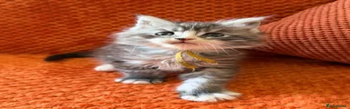 Maine Coon Kitten 1