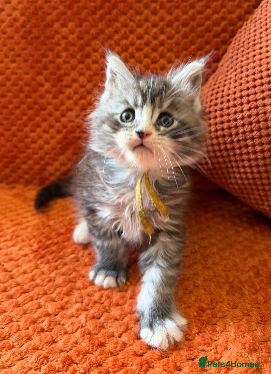 Maine Coon cats for sale: 6 Healthy Newly Born babies - Advert 2