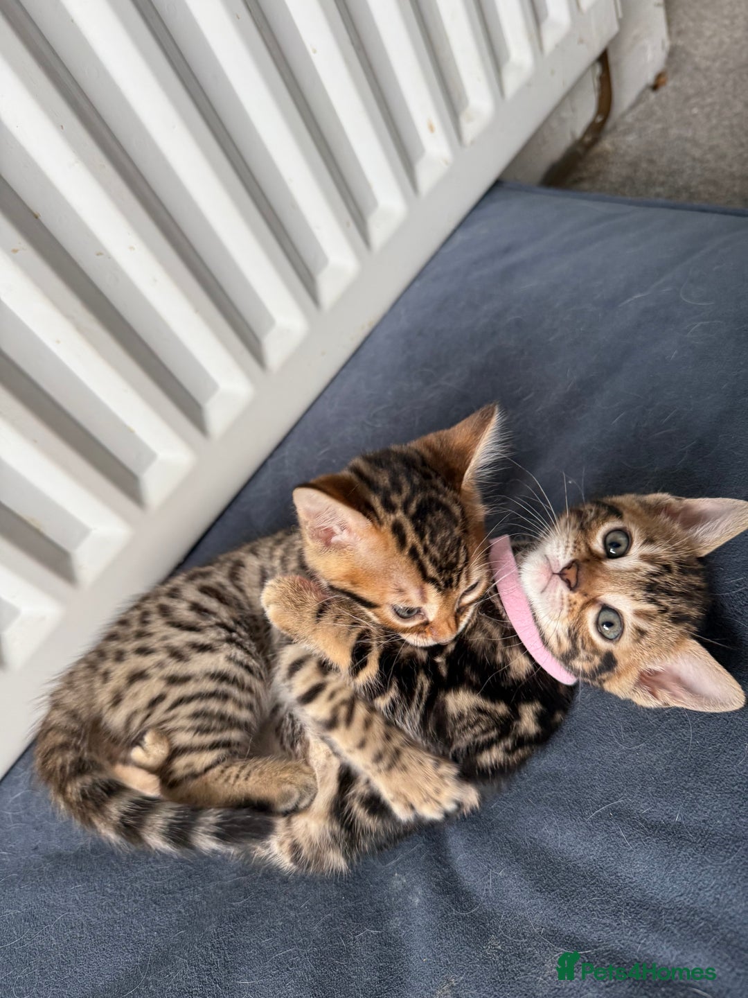 Bengal cats for sale: 6 Stunning Bengal kittens - Image 10