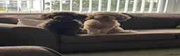 Cockapoo dogs for sale: 2 cockapoos to go together  - Advert 3