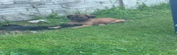 Mixed Breed dogs for sale: Saluki greyhound 2 red girls left !  - Advert 6