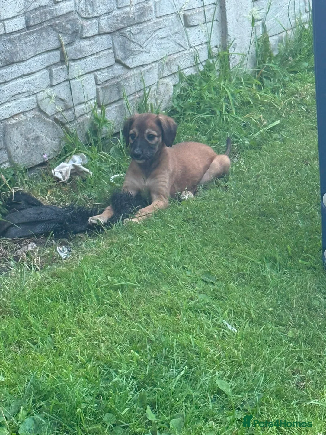 Mixed Breed dogs for sale: Saluki greyhound 2 red girls left !  - Advert 6