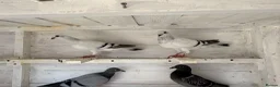 Pigeons birds for sale: Beautiful and healthy pigeons  - Advert 3