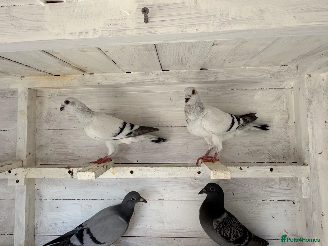 Pigeons birds for sale: Beautiful and healthy pigeons  - Advert 3