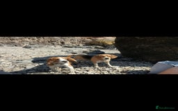 Beagle dogs for sale: Really cute beagle puppies !🐶🐶❤️ - Image 6
