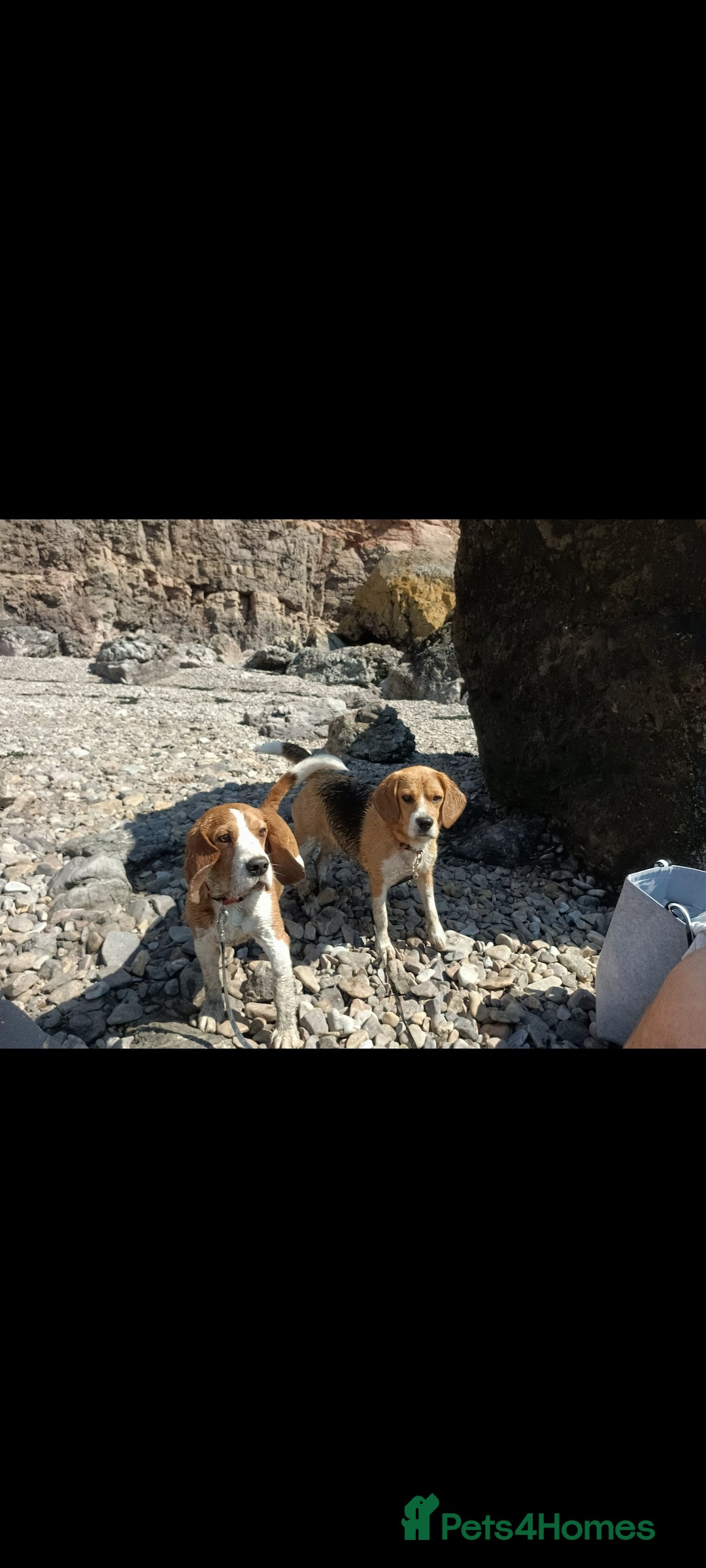 Beagle dogs for sale: Really cute beagle puppies !🐶🐶❤️ - Image 6