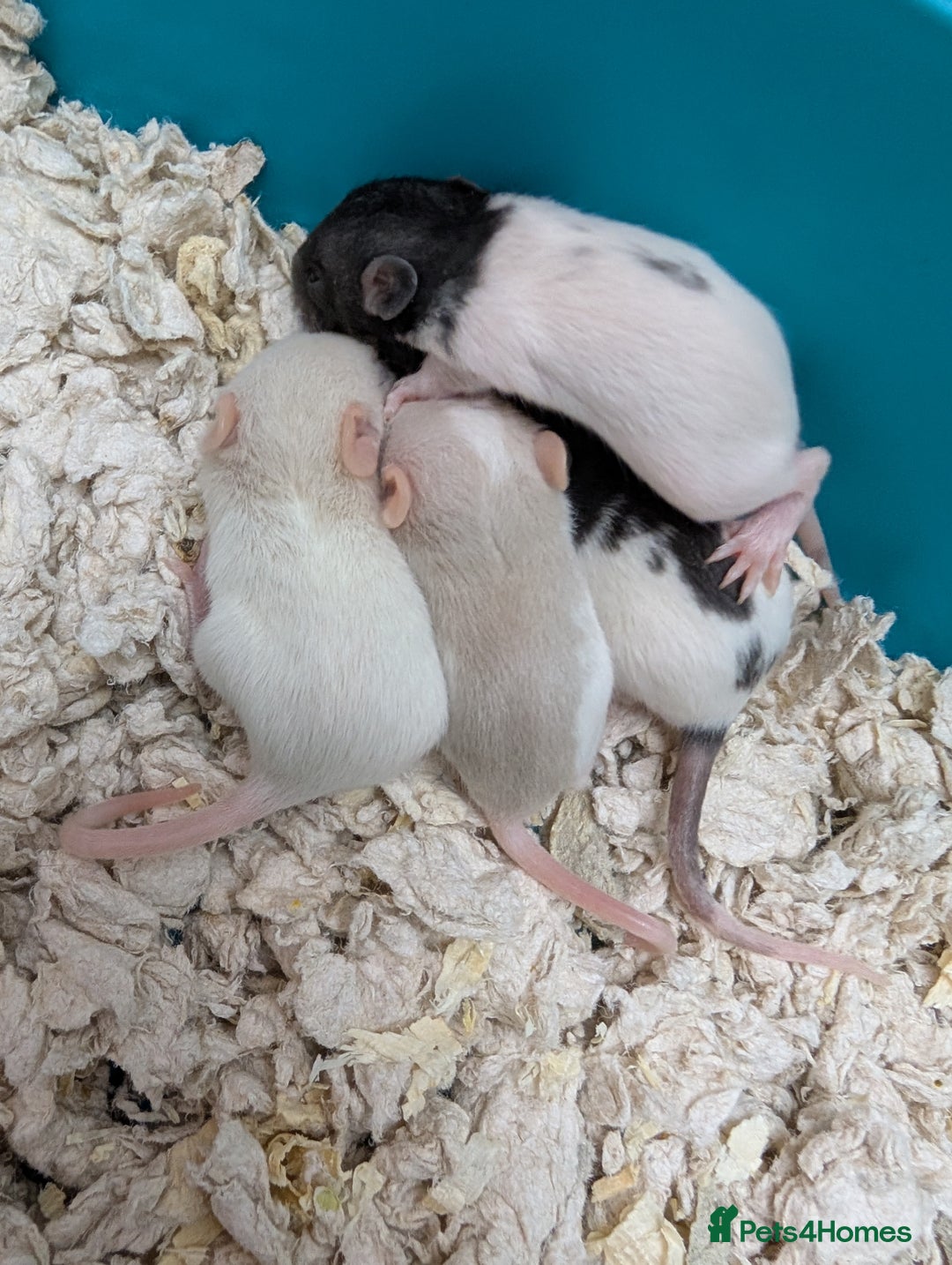 Rat rodents for sale: Adorable Baby Rats, ready from 16 January. - Advert 3