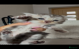 Maine Coon cats for sale: Outstanding pedigree Maine coons  - Image 16