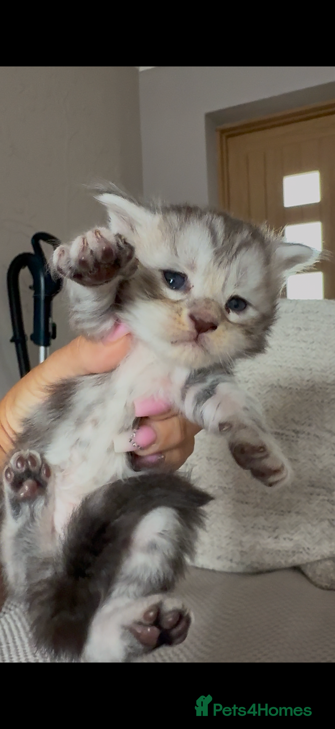 Maine Coon cats for sale: Outstanding pedigree Maine coons  - Image 16