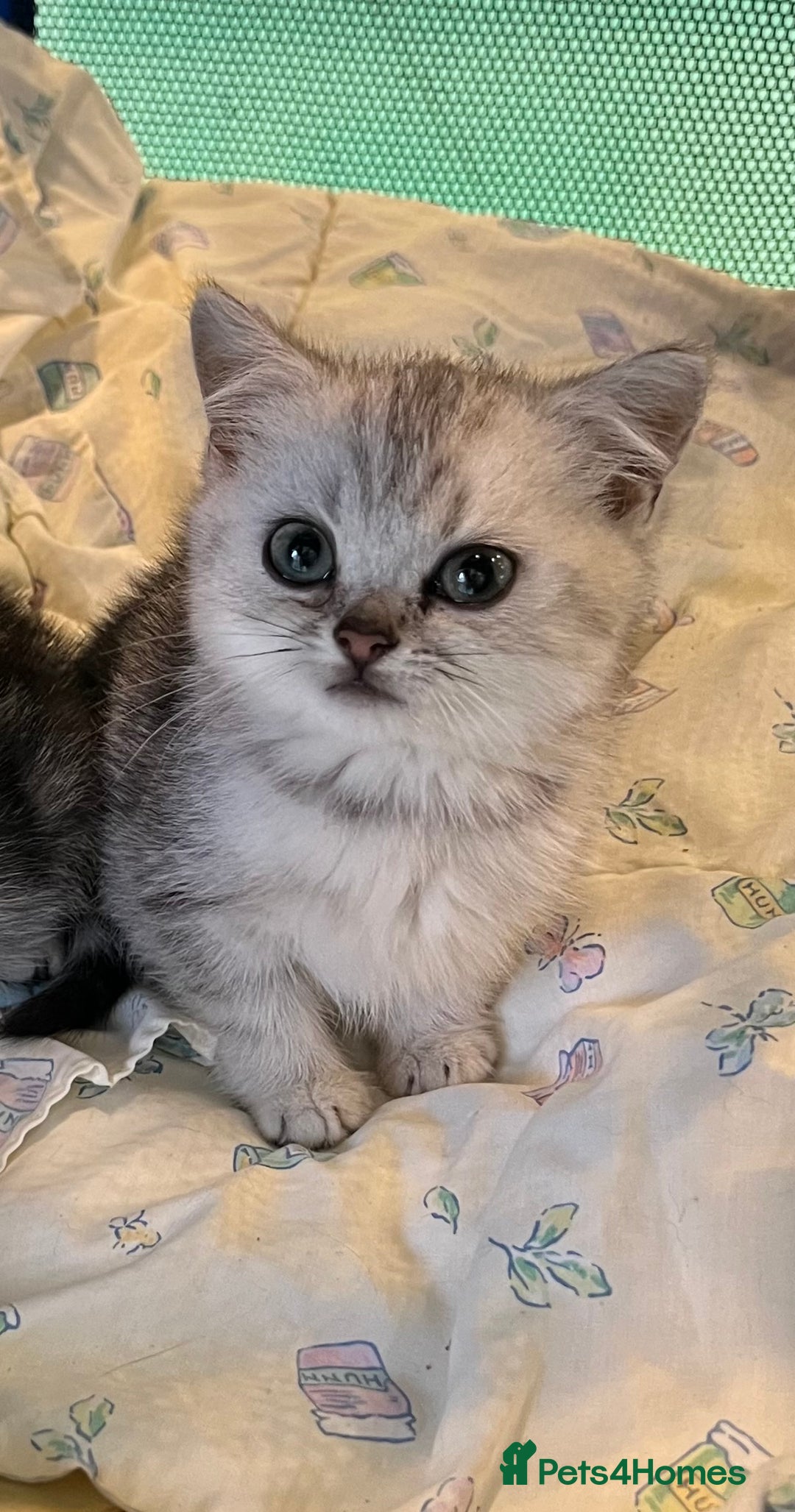 British Shorthair cats for sale: Silver British shorthair kittens  - Advert 1