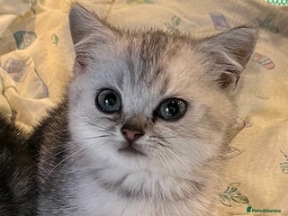 British Shorthair cats Silver British shorthair kittens - Advert 1