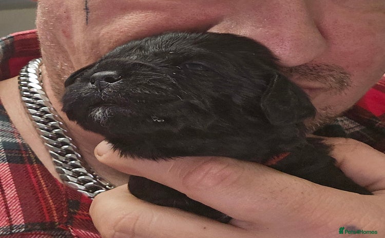 Mixed Breed dogs Pugapoo - Advert 3