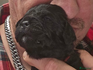 Mixed Breed dogs Pugapoo - Advert 3