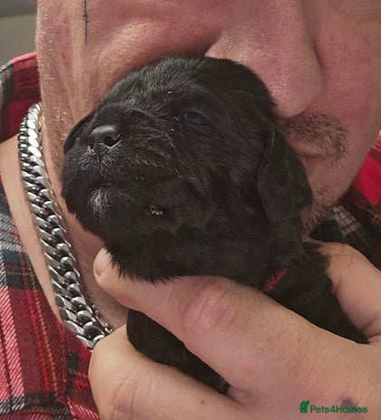 Mixed Breed dogs Pugapoo - Advert 3