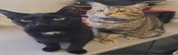 Mixed Breed cats for sale: Cats for sale  - Advert 12