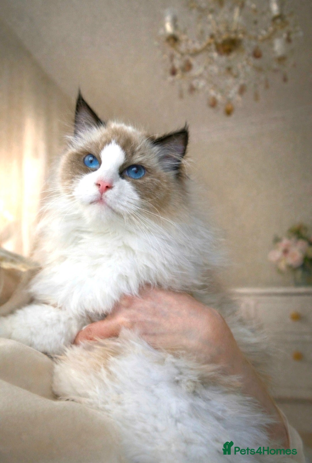 Ragdoll cats Premium Seal Bicolour  Ragdoll Boys 💖💖💖 - Advert 4