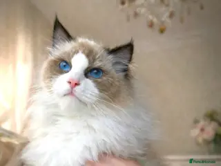Ragdoll cats Premium Seal Bicolour Ragdoll Boys 💖💖💖 - Advert 4