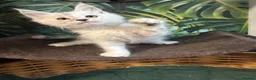 Maine Coon cats for sale: Tica registered polydactyl Maine coons  - Advert 16