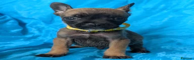Mixed Breed 5