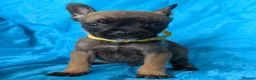 Mixed Breed dogs for sale:  adorable Mali mix  puppies in Llanelli - Advert 14