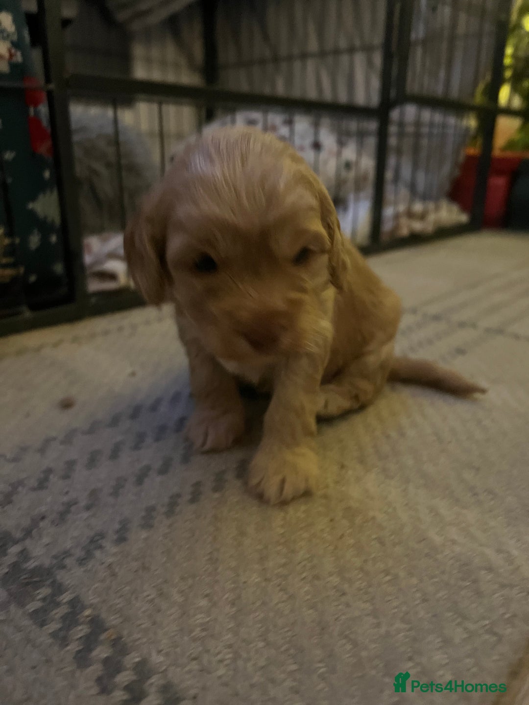 Cockapoo dogs for sale: Cockapoos for sale.  - Advert 33