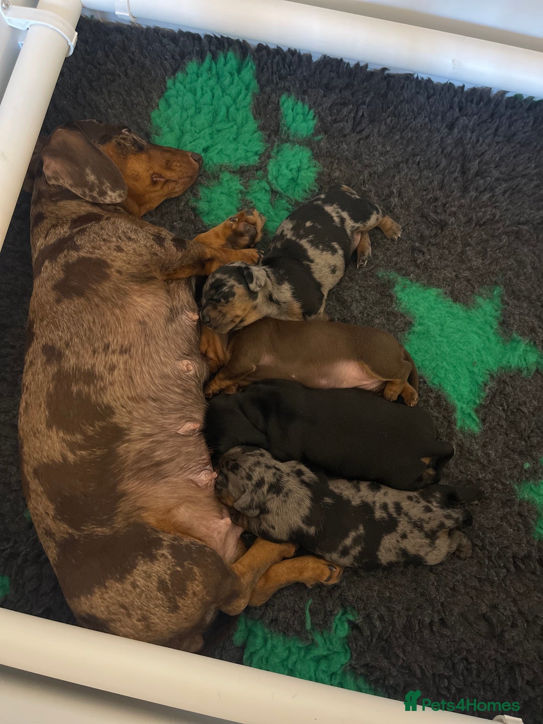 Miniature Dachshund dogs for sale: Miniature Kc registered dachshunds PRA clear  - Advert 11