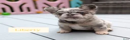 French Bulldog dogs for sale: Little lilo and the one and only Atlas litter - Advert 2