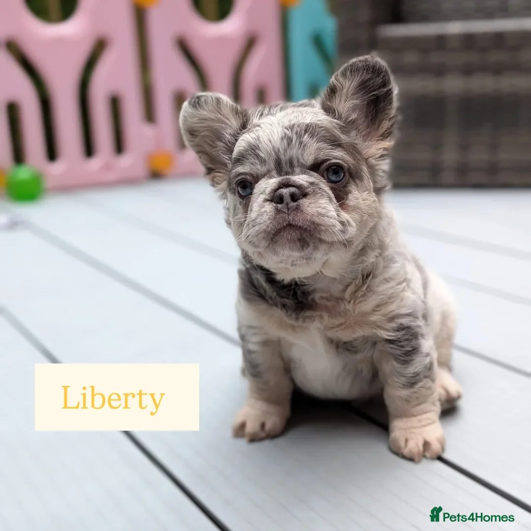 French Bulldog dogs for sale: Little lilo and the one and only Atlas litter - Advert 2
