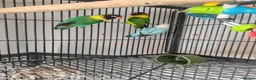 Lovebirds birds for sale: 4 lovebirds for sale all live in same cagee  in Worcester Park - Advert 3