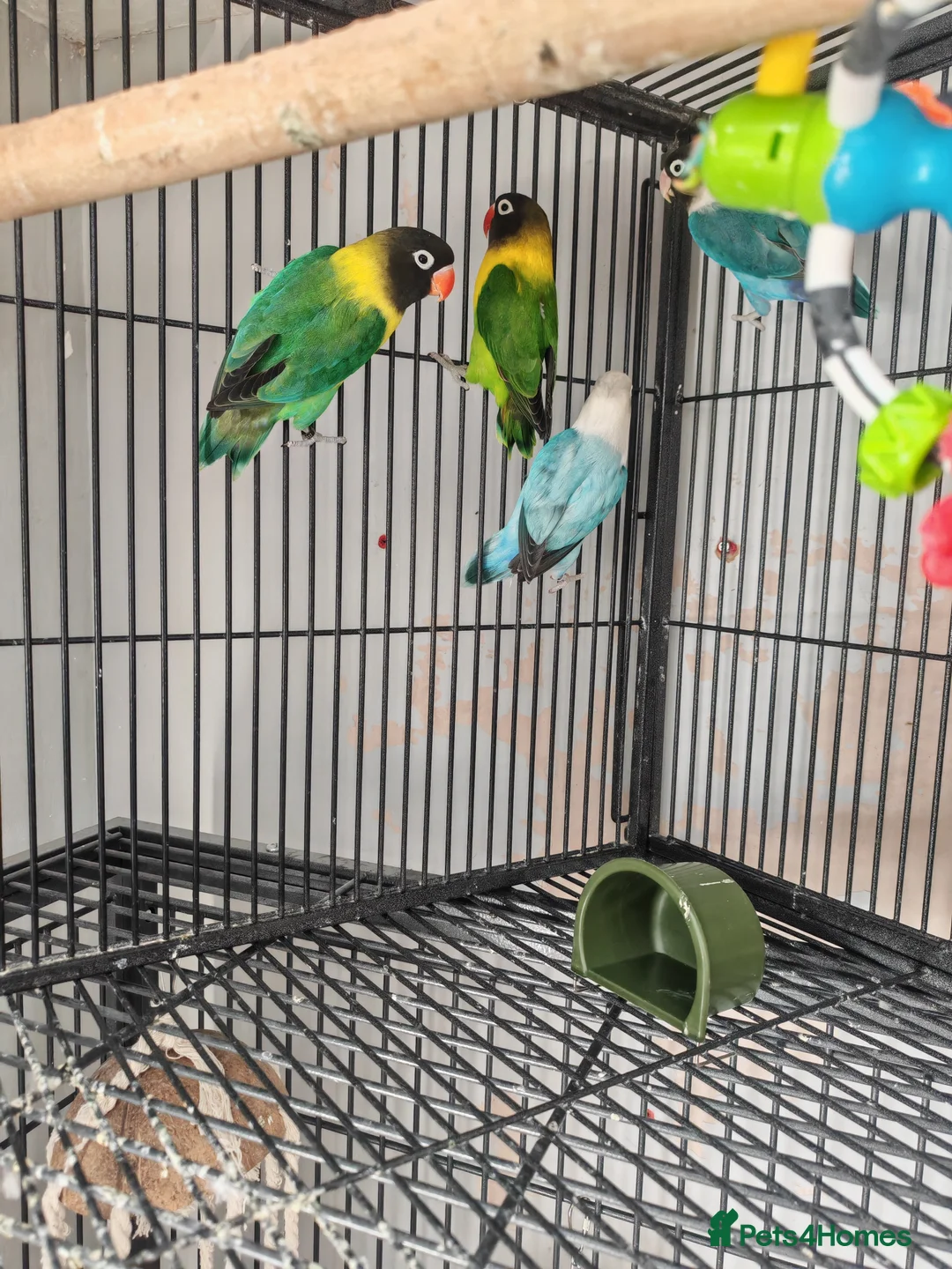 Lovebirds birds for sale: 4 lovebirds for sale all live in same cagee  in Worcester Park - Advert 3