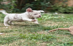 Mixed Breed dogs for sale: Beautiful lilac cane Corso x bulldog pups  - Image 23