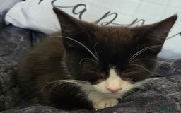 Mixed Breed cats for sale: 3 beautiful kittens - Image 7