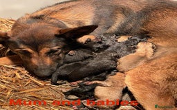 Mixed Breed dogs for sale: Belgium Malinois/ German Shepherd - Image 1