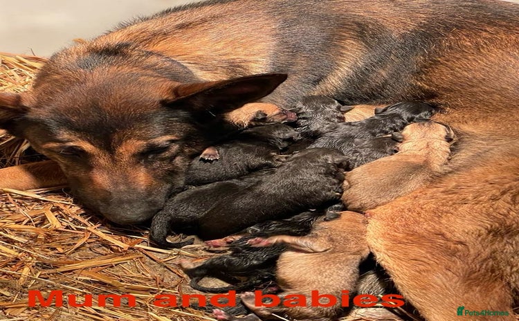 Mixed Breed dogs - Advert 1