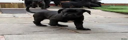 Cane Corso dogs for sale: Exceptional 88% Cane Corso / 12% Malinois Puppies in Preston - Advert 10