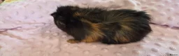 Guinea Pig rodents for sale: Beautiful female guinea pigs - Advert 7