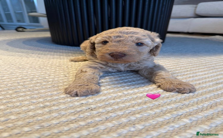 Australian Labradoodle dogs - Advert 1