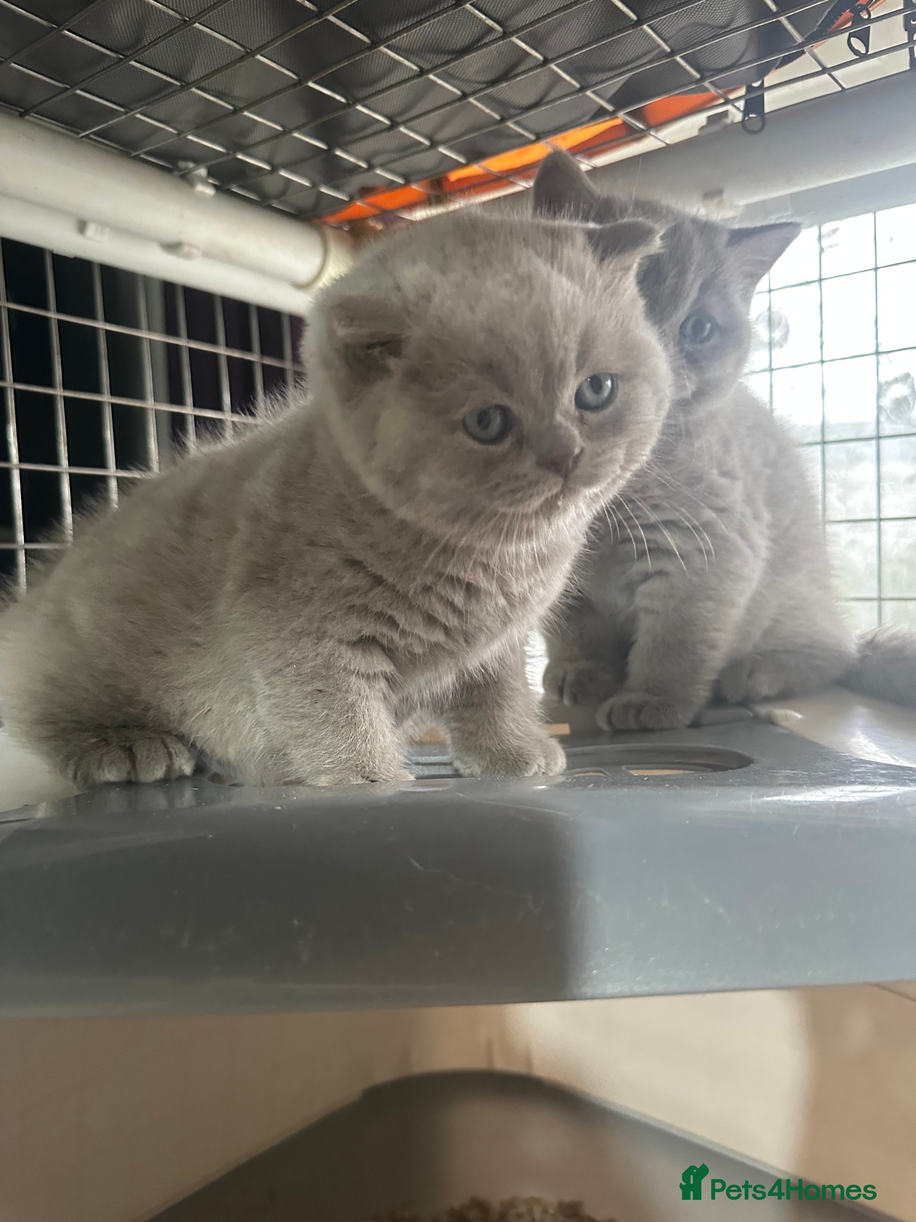 British Shorthair cats Top pedigree British shorthair chunky kittens  - Advert 1