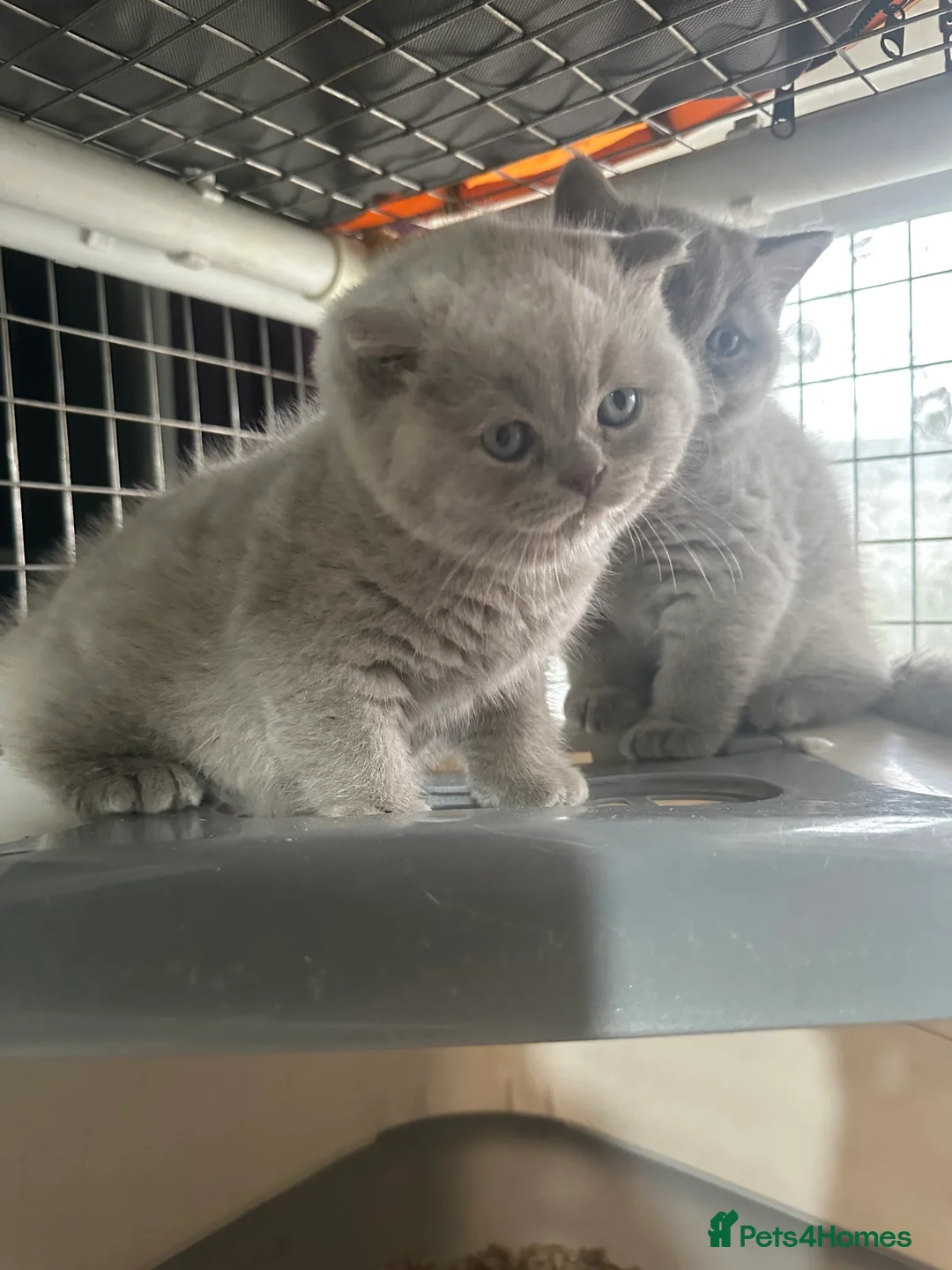 British Shorthair cats for sale: Top pedigree British shorthair chunky kittens  - Advert 1