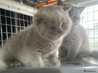 British Shorthair cats Top pedigree British shorthair chunky kittens - Advert 1