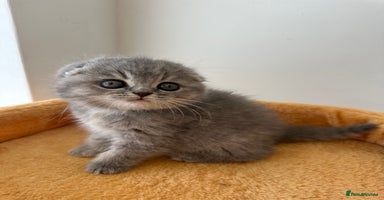 Scottish Fold cats - Advert 2